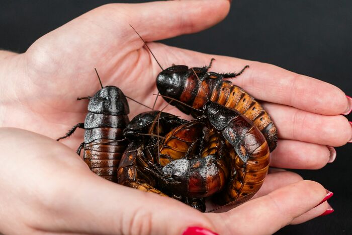 Close-up of hands holding large cockroaches, depicting a terrifying real-life moment that fits a horror movie scene.