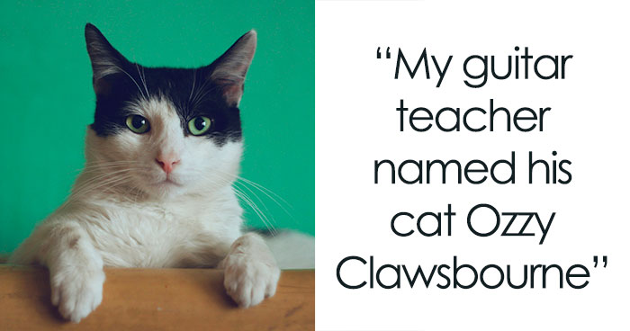 “It Will Never Fail To Amuse Me”: 80 Funny Names Pets Didn’t Ask For