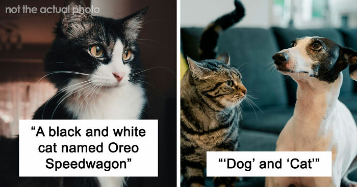 80 Times People Heard Such Brilliant And Bizarre Pet Names That They Just Had To Share Them