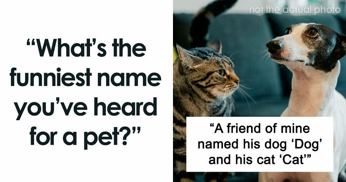 “It Will Never Fail To Amuse Me”: 80 Funny Names Pets Didn’t Ask For
