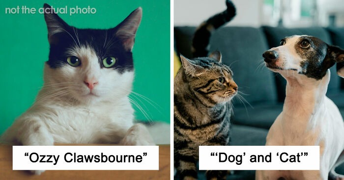 80 Times People Heard Such Brilliant And Bizarre Pet Names That They Just Had To Share Them