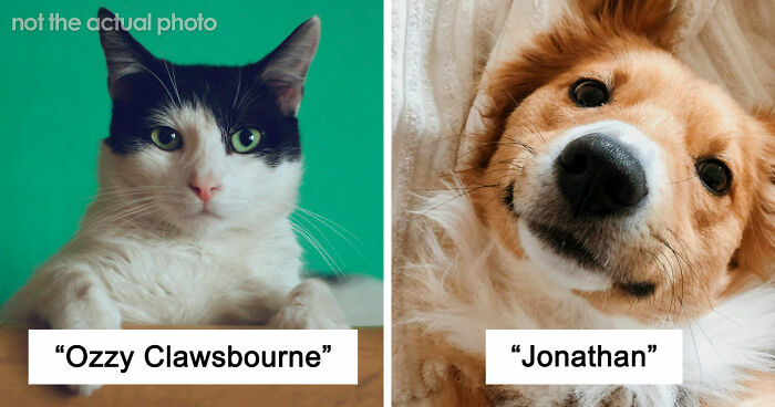 “It Will Never Fail To Amuse Me”: 80 Funny Names Pets Didn’t Ask For