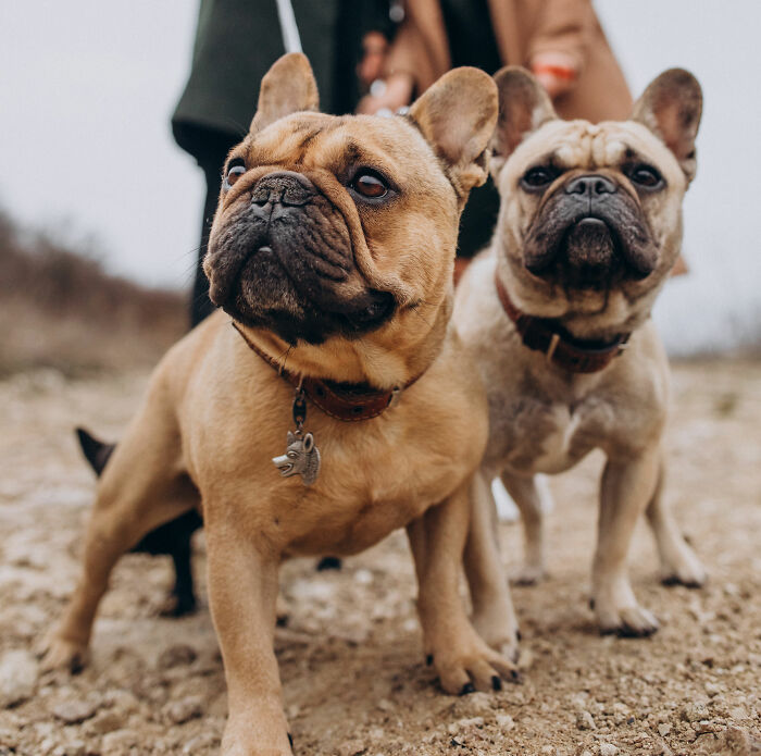 Two French bulldogs standing on gravel, captured in a close-up image of people share wildest ways found out cheating.
