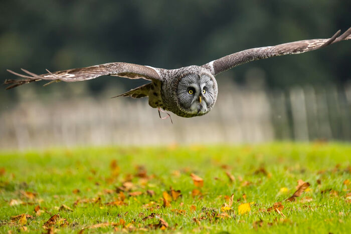 Moments people faced: great grey owl flying low over grassy field, piercing yellow eyes focused ahead