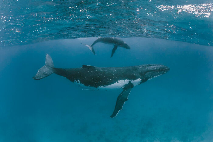 Pair of humpback whales underwater, evoking incredible moments people still hardly believe