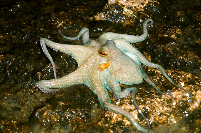 Octopus on wet rocks at night, strange encounter capturing Moments People Faced with unbelievable wildlife