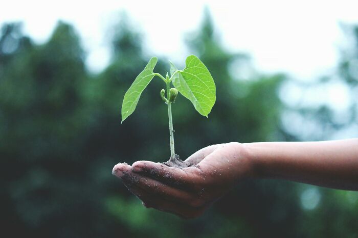 Hand holding a small green plant symbolizing uplifting stories of progress and hope in America beyond negative headlines.