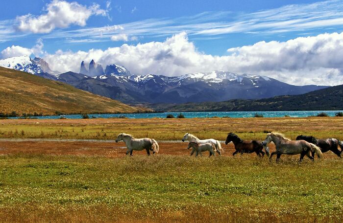 Horses running freely in a grassy field with mountains and a lake in the background symbolizing progress and hope in America.