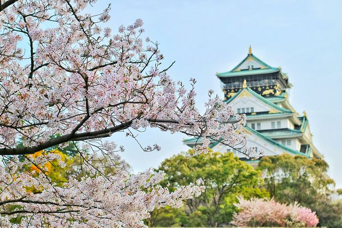 Cherry blossoms in full bloom with a historic castle in the background, illustrating lesser-known facts about these countries.