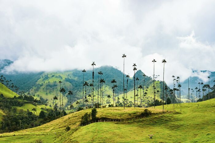 Tall wax palm trees on green hills with misty mountains, showcasing lesser-known facts about these countries' landscapes.
