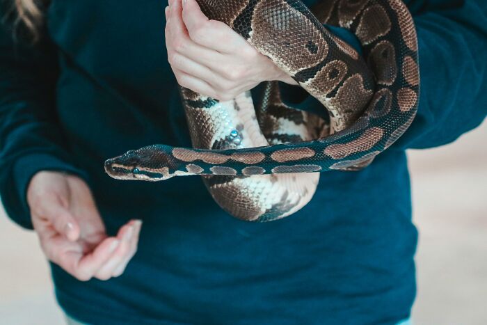 Person holding a brown pet snake with funny names that pets didn’t ask for in a casual setting.