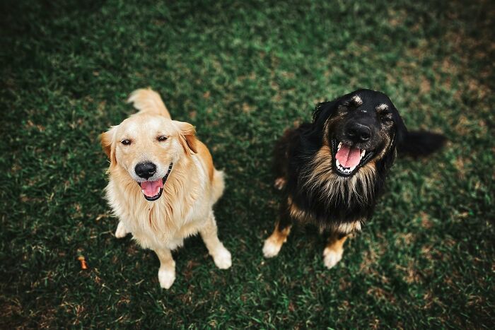 Two happy dogs sitting on green grass, symbolizing uplifting stories of progress and hope in America.