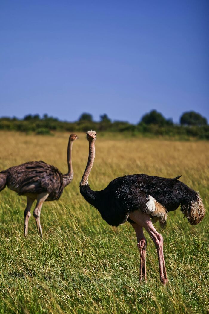 Two ostriches standing in a grassy field under blue sky, depicting chaos during the night shift scene.