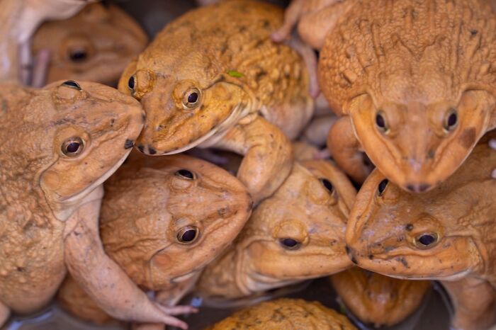 Cluster of brown frogs crowded in shallow water, illustrating rained frogs phenomenon.
