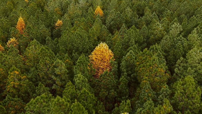 A lone yellow tree stands out amid a dense green forest symbolizing progress and hope in America.