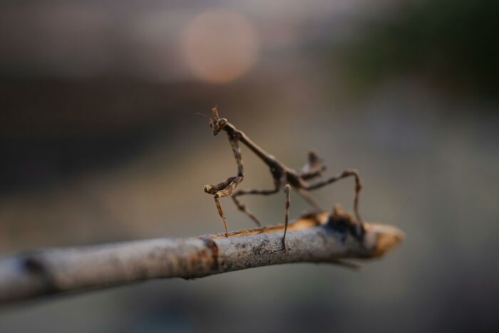Close-up of a twig insect blending into a branch, illustrating unusual and funny pet names that amuse pet owners.