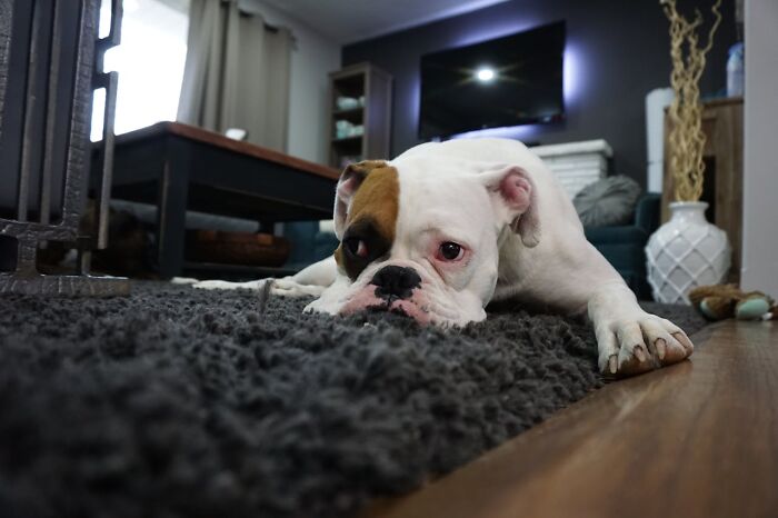 White bulldog with brown patch lying on gray rug in living room, looking tired — hospital workers