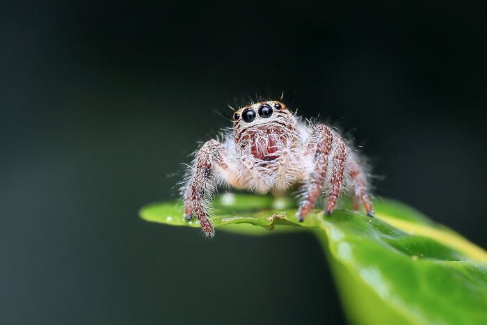 Close-up of a small hairy spider on a green leaf, illustrating accidental texts that caused panic moments.