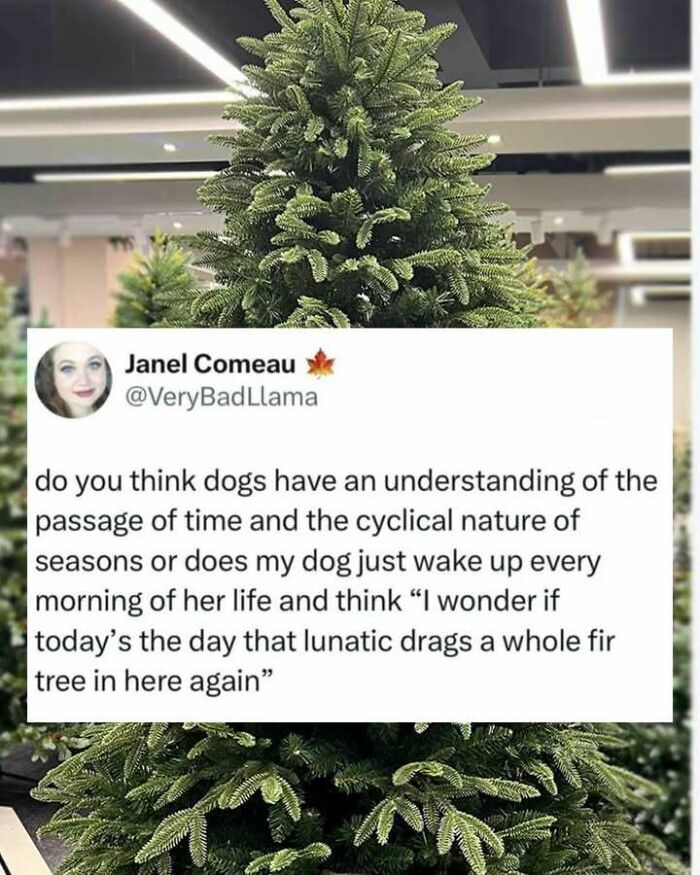 Funny screenshot showing a tweet about a dog confused by a whole fir tree inside, highlighting humor and distractions.