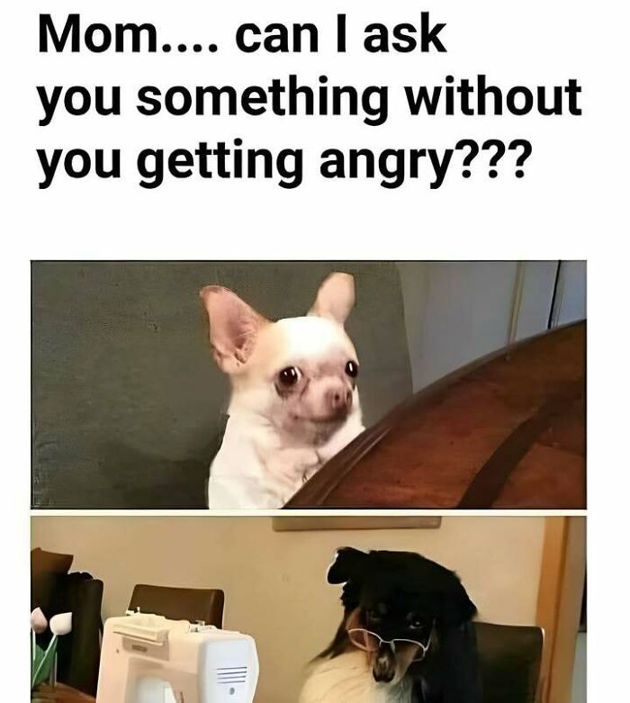 Funny Eastern European meme with anxious dog asking mom a question and another dog wearing glasses humorously.