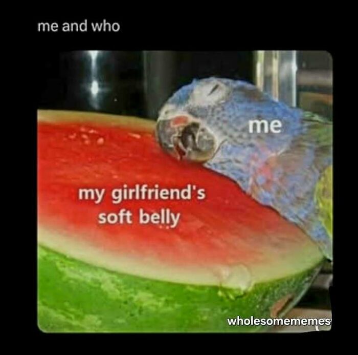A loving meme showing a parrot labeled me cuddling a watermelon slice labeled my girlfriend's soft belly.