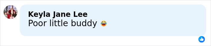 Facebook comment saying Poor little buddy with a laughing emoji in response to Madonna Dolce & Gabbana ad controversy. Facebook comment saying Poor little buddy with a laughing emoji in response to Madonna Dolce & Gabbana ad controversy.