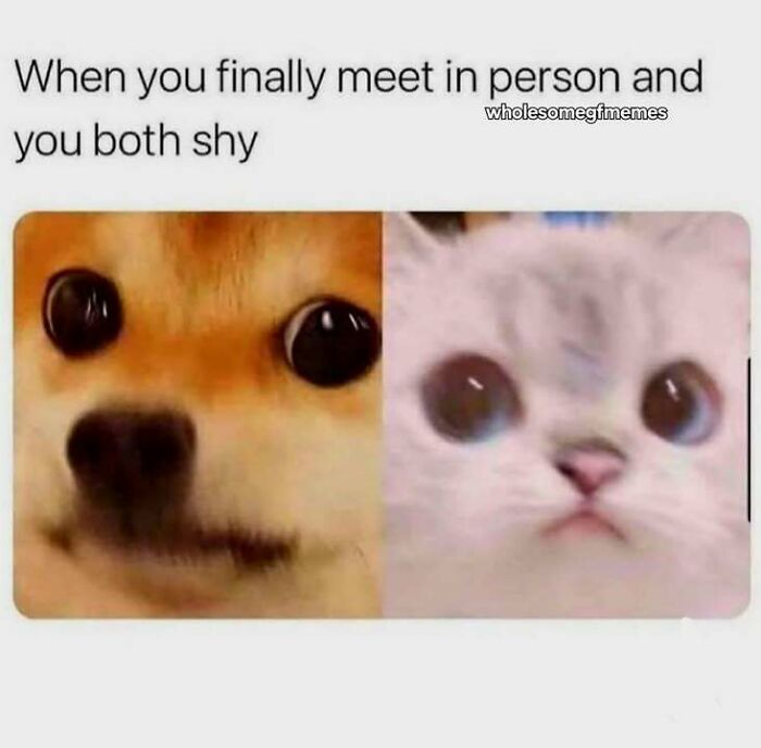 Shy dog and cat faces side by side illustrating loving memes to send to your girlfriend for appreciation.