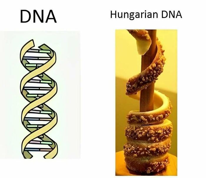 Comparison of a DNA strand and Hungarian DNA humorously depicted as a spiral pastry wrapped around a wooden stick.