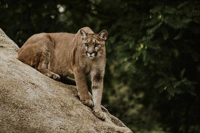 Mountain lion on a rock at night, symbolizing 3 AM chaos during the night shift and unpredictable wild encounters.