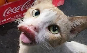 “Amazing Humor Daily”: 50 Random Pics That Are Funnier Than They Should Be