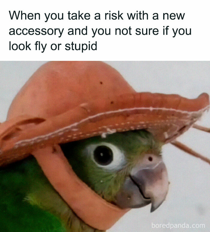Green parrot wearing an unusual hat, illustrating a funny meme that makes absolutely no sense and somehow works.