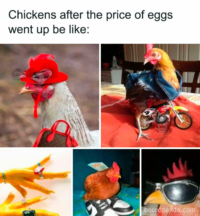 Chickens humorously dressed and posing after egg prices rise, a funny meme using absurd and nonsensical humor.