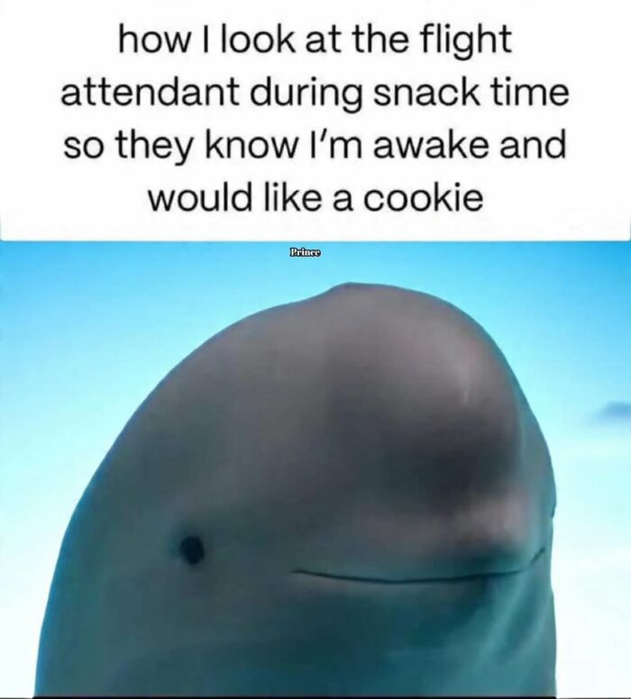 A funny meme featuring a close-up of a dolphin with a caption about looking at a flight attendant for a cookie.