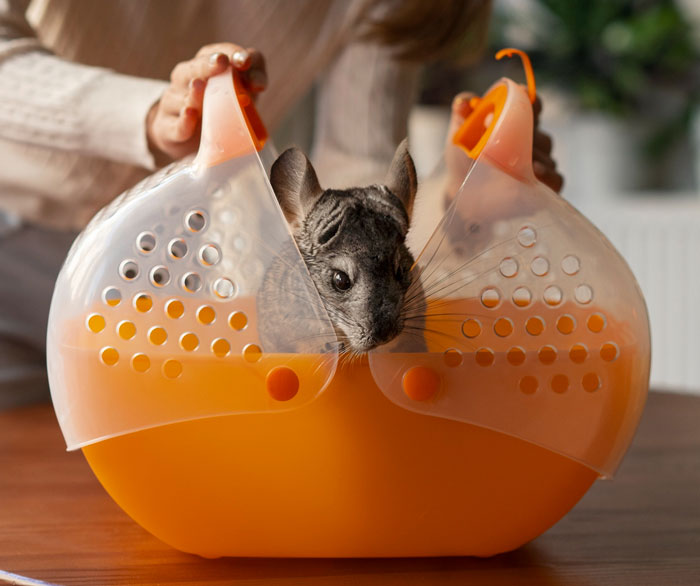 Teen caring for pet chinchillas, opening an orange and transparent plastic carrier in a cozy indoor setting. Teen caring for pet chinchillas, opening an orange and transparent plastic carrier in a cozy indoor setting.