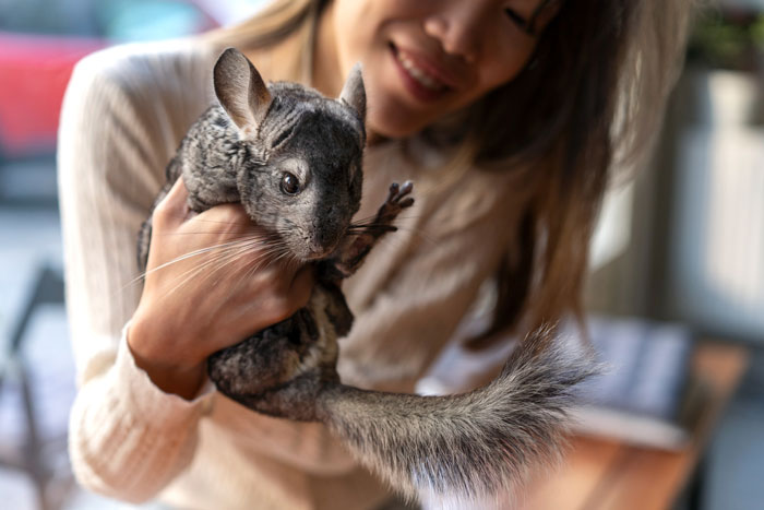 Teen holding a gifted chinchilla gently, showing care and effort to give the pet a proper life at home. Teen holding a gifted chinchilla gently, showing care and effort to give the pet a proper life at home.