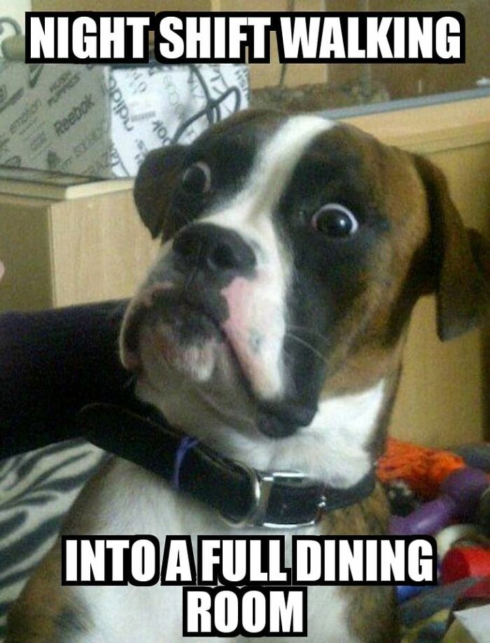Surprised dog meme illustrating night shift restaurant workers entering a full dining room during busy hours.