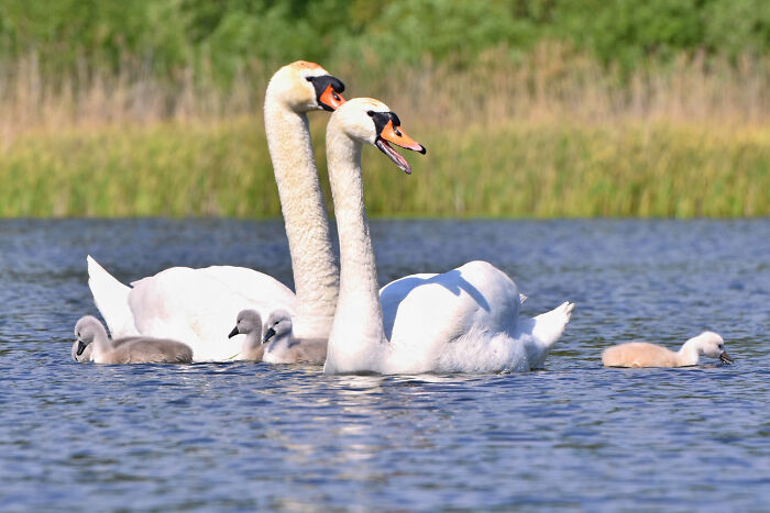 Two adult swans with cygnets swimming on a lake, illustrating calm and elegance often linked to rich people norms.