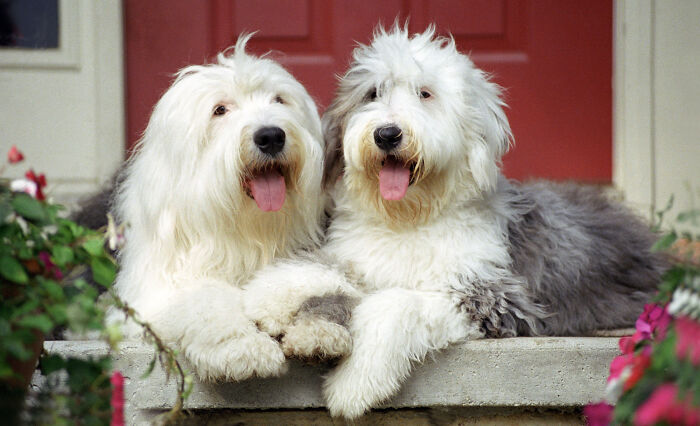Two fluffy old English sheepdogs with tongues out resting on a porch, reflecting rich people norms and lifestyles.
