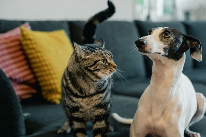A tabby cat and a small dog sitting on a couch, showcasing pets with funny names they didn’t ask for.