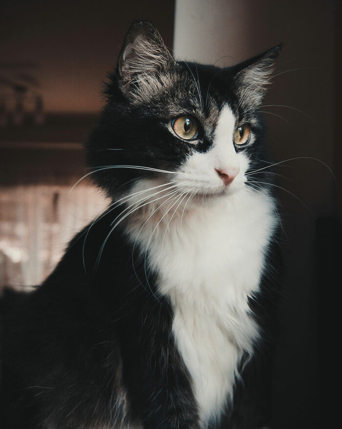 Black and white cat with yellow eyes looking sideways, illustrating funny names pets didn’t ask for in a cozy indoor setting.