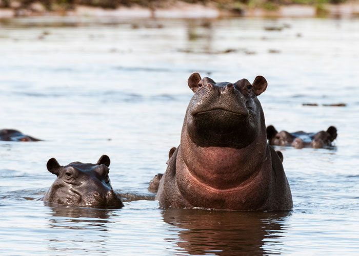 Hippos partially submerged in water, illustrating a terrifying close call with dangerous wildlife in nature.