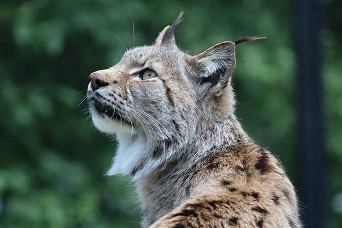 Close-up of a lynx with tufted ears and spotted fur, resembling unusual wildlife caught on security camera footage.