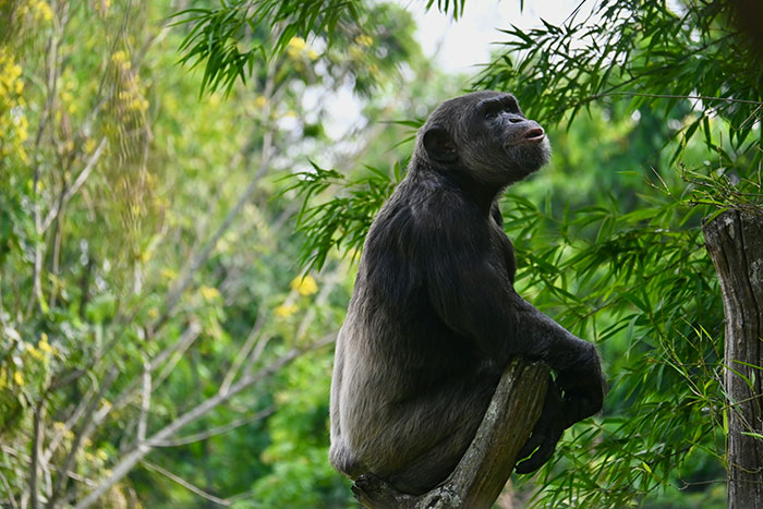 Chimpanzee perched on a tree branch surrounded by green foliage, captured in unusual security camera footage.