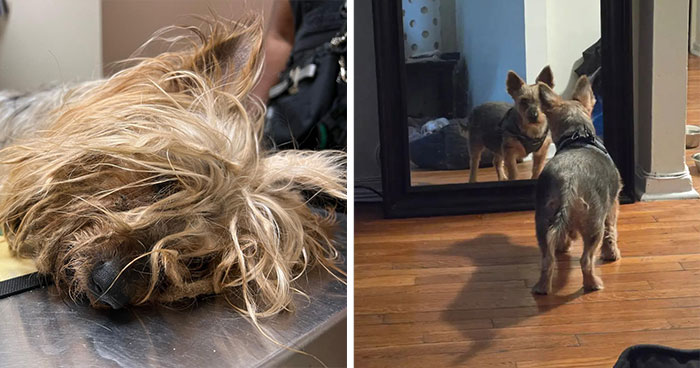 Neighbor Calls Animal Rescue After Spotting A Scared Yorkie So Matted He Was Practically Blind