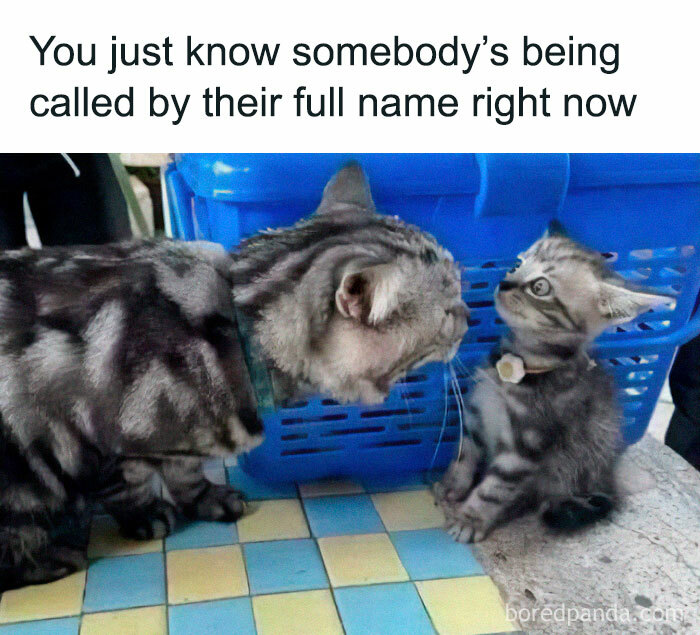 Two striped cats facing each other near a blue crate, perfect for cat memes and funny cat posts fans.