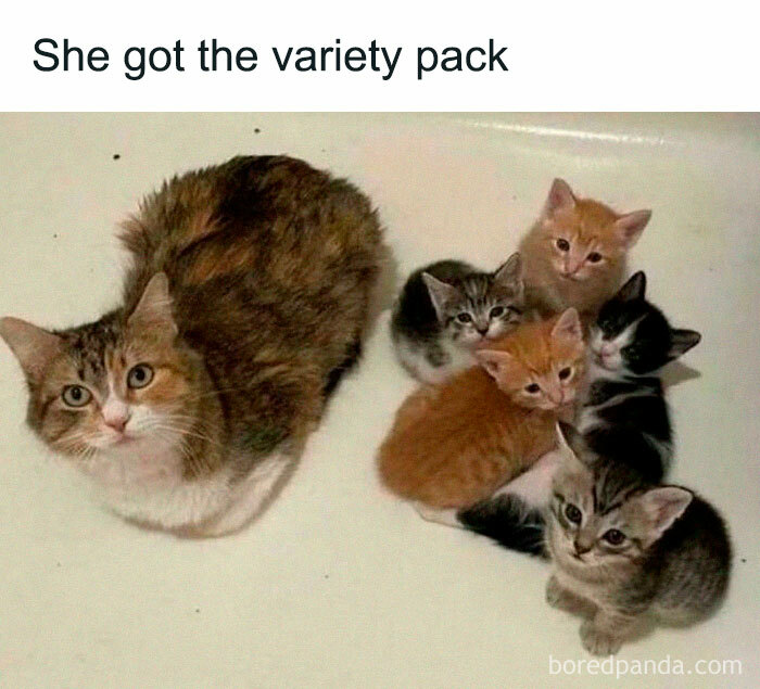 A variety of adorable cat memes featuring a mother cat with her five colorful kittens in a bathtub.