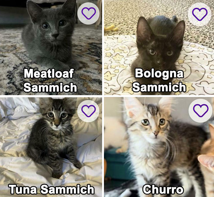 Four adorable kittens with silly captions like Meatloaf Sammich and Churro, playful pet names collage
