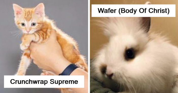 “We’re Cooked Chat”: 85 Completely Unhinged But Also Amusing Pet Names