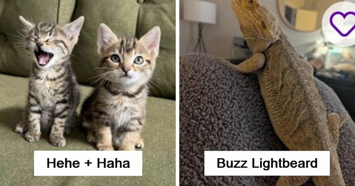 85 Times Pets Got Such Great Names, The People Who Came Up With Them Deserved Awards