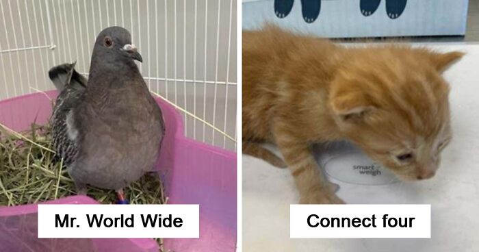 “We’re Cooked Chat”: 85 Completely Unhinged But Also Amusing Pet Names